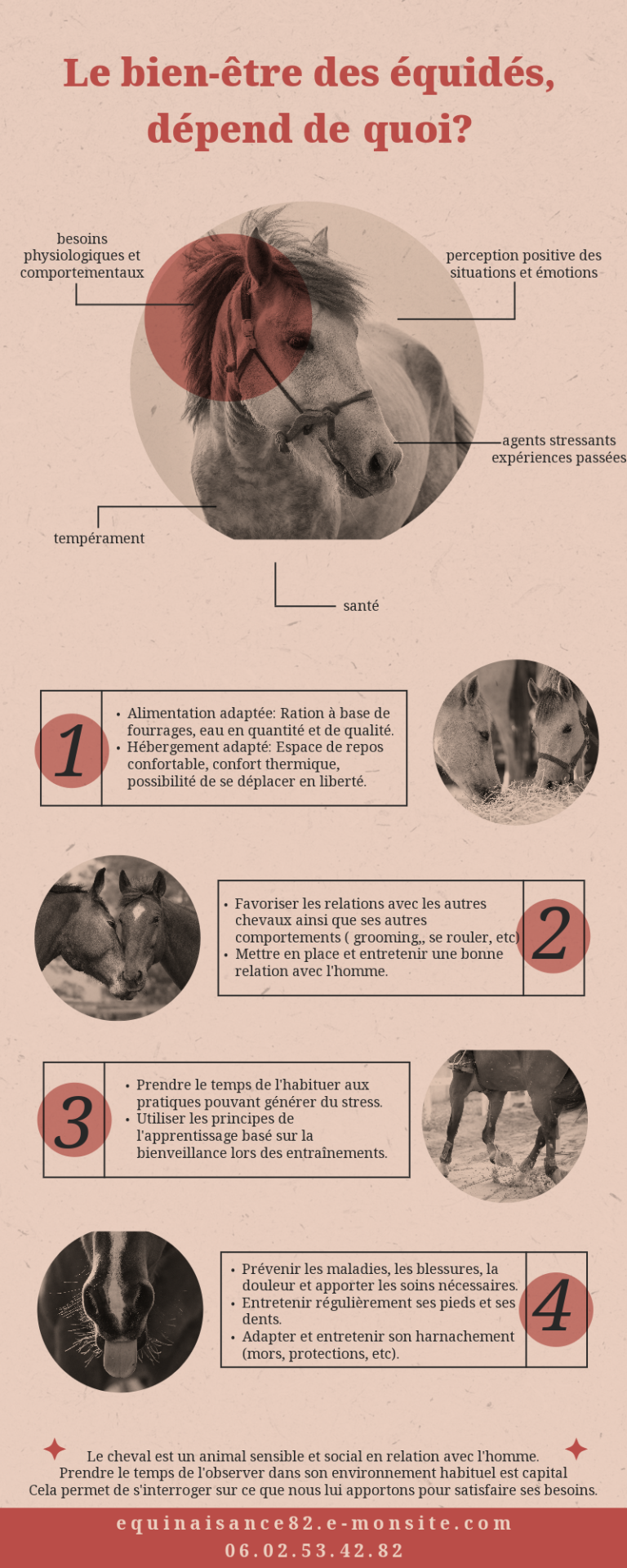 Article bien etre equin
