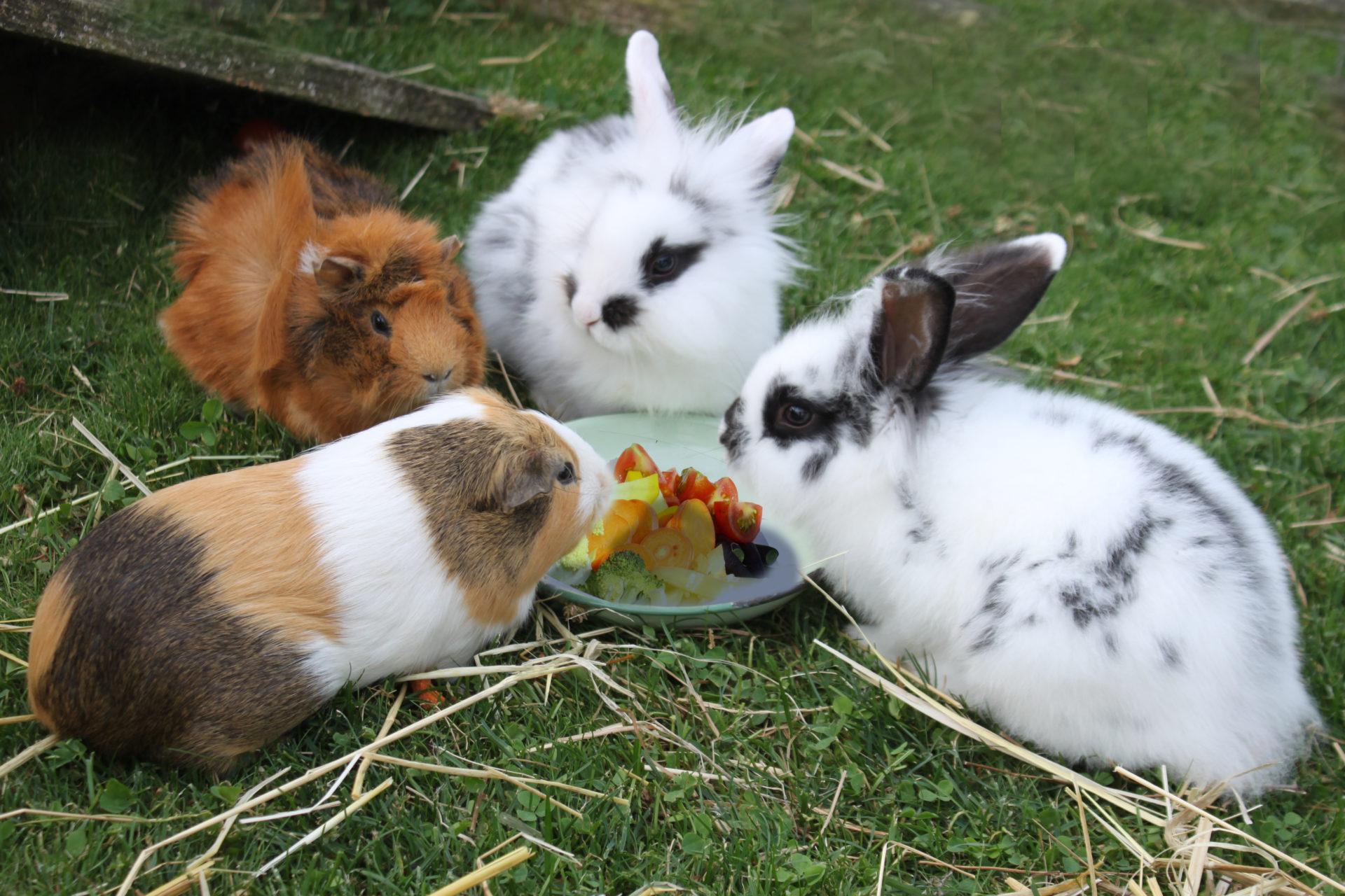 fripouille, oreo, candice et cruesli