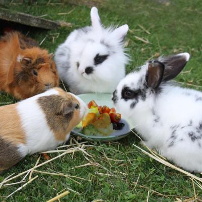 fripouille, oreo, candice et cruesli